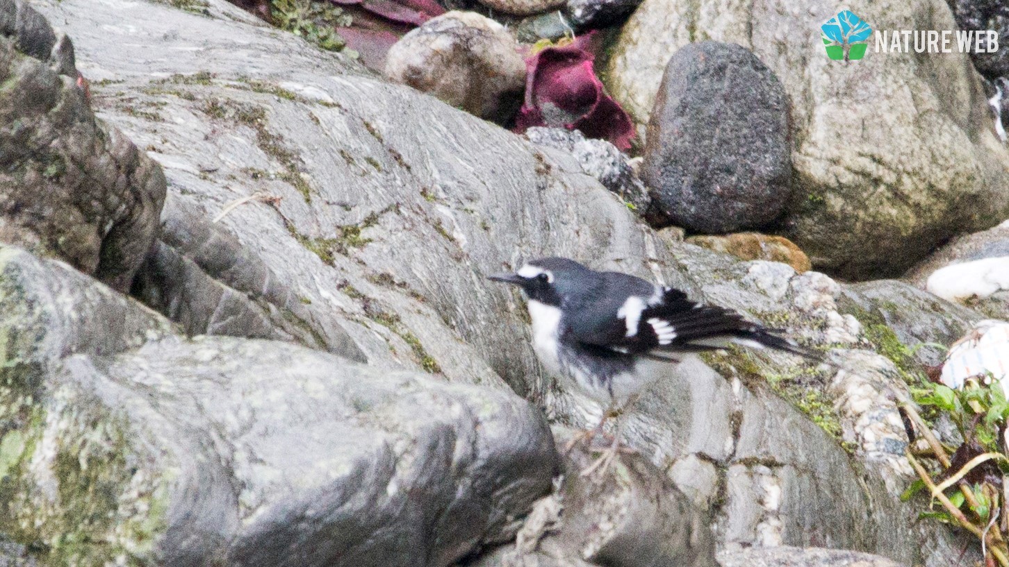 Slaty-backed Forktail